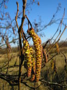 Alnus glutinosa JuliaKruse 1.jpg