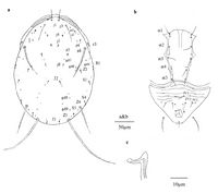 Amblyseius largoensis Acarologia 2020a.jpg