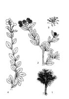 Boscia angustifolia drawing PROTA.png