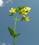 Inflorescence of Hypericum montanum L. (photo Andrea Moro 2006)