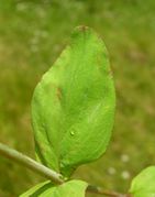 Leaf of Hypericum montanum L. (photo Andrea Moro 2006)