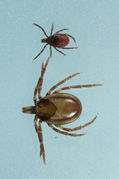 Ixodes acutitarsus Flickr2.jpg