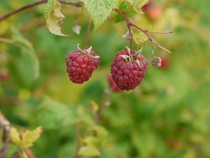 2 Reife Himbeeren.jpg