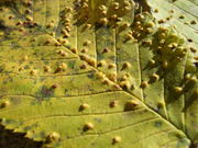 Pflanzengalle Aceria ulmicola auf Ulmus glabra (Blattoberseite)