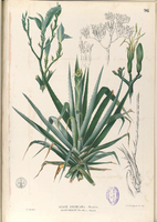 Agave sp Blanco1.96-original.png