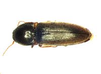 Agriotes brevis BOLDsystems.jpg