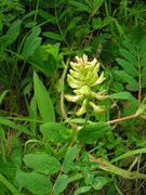 Astragalus glycyphyllos JuliaKruse 1.jpg