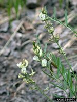 Astragalus miser IPM1364069.jpg