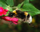 Bumblebee October 2007-2.jpg