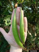 Campsis radicans IPM5439906.jpg