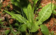 Leaves of Primula intricata Gren. & Godr. (photo Umberto Ferrando)