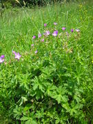 Geranium sylvaticum JuliaKruse.jpg