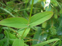 Hypericum montanum JuliaKruse 2.jpg