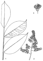 Linedrawing Zanthoxylum rubescens.gif