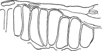 Melampsora alpina Juel. Abb0146-L (Gäumann 1959, Rostpilze Mitteleuropas).png
