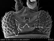 Scirtothrips dorsalis head.jpg