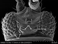 Scirtothrips dorsalis head.jpg