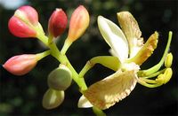 Tamarindus indica-flowers.jpg