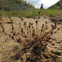 BEQ PD Juncus bufonius.jpg