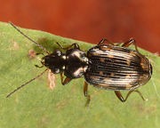 Bembidion castor BugGuide558395.jpg