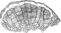Coleosporium doroncici Namysl. Abb0102 (Gäumann 1959, Rostpilze Mitteleuropas).png