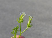 Inflorescence of Scandix pecten-veneris L. (photo Andrea Moro 2013)