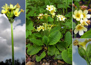 Morphological summary of Primula elatior (L.) Hill subsp. elatior (photos Andrea Moro)