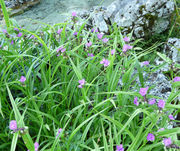 Tradescantia virginiana L.