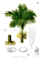 Areca catechu Blanco2.350.jpg