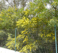 Acacia pycnantha Benth. – Photo: Andrea Moro 2008, Dryades TSB52619.jpg