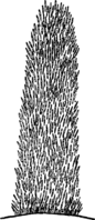 Gymnosporangium clavariaeforme (Jacq.) DC. Abb0996 (Gäumann 1959, Rostpilze Mitteleuropas).png