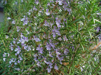 Rosmarinus officinalis 0002.JPG