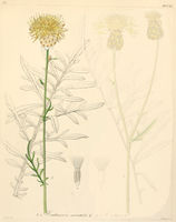 Centaurea orientalis.jpg