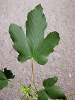 Acer pseudoplatanus L. – Photo: Andrea Moro 2005, Dryades TSB23739.jpg