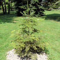 Abies nordmanniana subsp. equi-trojani (Asch. & Sint. ex Boiss.) Coode & Cullen – Photo: Andrea Moro 2008, Dryades TSB56509.jpg