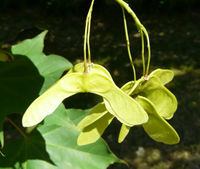 Acer cappadocicum subsp. lobelii (Ten.) A.E.Murray – Photo: Andrea Moro 2008, Dryades TSB56877.jpg