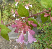 Abelia schumannii Rehder – Photo: Andrea Moro 2008, Dryades TSB59033.jpg