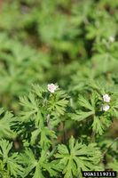 Geranium carolinianum IPM1119211.jpg