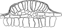 Melampsora galanthi-fragilis Kleb. Abb0140 (Gäumann 1959, Rostpilze Mitteleuropas).png