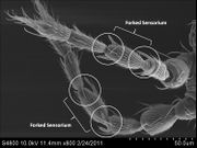 Scirtothrips dorsalis antennae.jpg