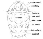 Stigmaeus dorsal plates.jpg