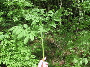 Angelica sylvestris20060521 1.JPG