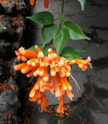 Pyrostegia venusta (Ker Gawl.) Miers