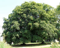 Acer cappadocicum subsp. lobelii (Ten.) A.E.Murray – Photo: Andrea Moro 2008, Dryades TSB56873.jpg