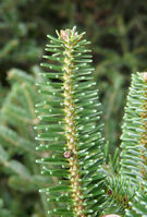 Abies nebrodensis (Lojac.) Mattei – Photo: Andrea Moro 2008, Dryades TSB58422.jpg