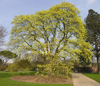 Acer opalus subsp. obtusatum (Waldst. & Kit. ex Willd.) Gams – Photo: Andrea Moro 2009, Dryades TSB63083.jpg