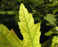 A leaf’s part of Acer saccharinum L. 'laciniatum', Dryades TSB80100.jpg