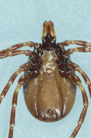 Ixodes acutitarsus Flickr4.jpg