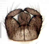 Leptosciarella virgatoalata Hypopygium KH8216.jpg