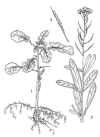 Linedrawing Brassica carinata.gif